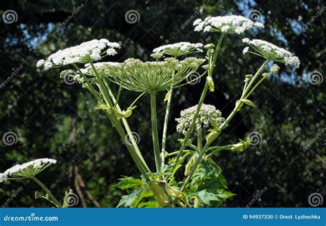 Poisonous Plant Cow Parsnip Sosnowski_6 Stock Photo - Image of parsnip ...
