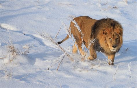 Here's one of the lions making his way through the snow. | Wild animal ...