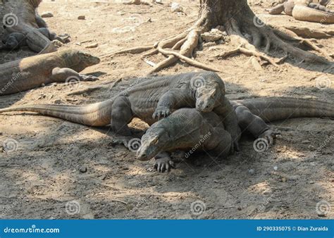 Several Komodo dragons stock image. Image of turtle - 290335075