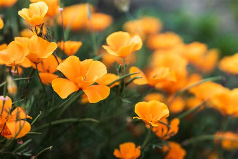 Orange Flowers Names And Pictures
