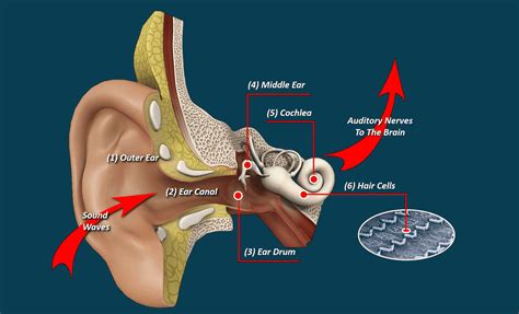Hearing Loss Impacts, Types & More In Garden City, ID & Meridian, ID