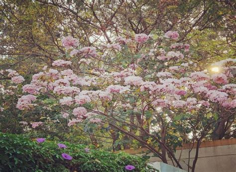 5 Unique Trees that Make Bangalore India’s Garden City - Hello Travel Buzz