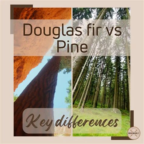 Douglas Fir vs Pine: Which is Better? [2026 Guide!]