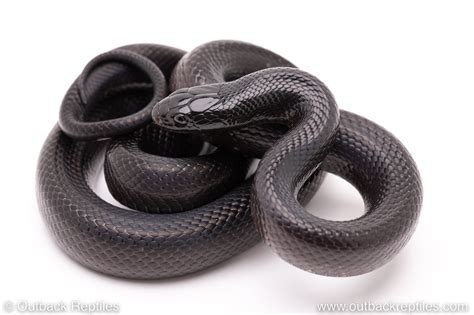 Mexican Black Kingsnake Size