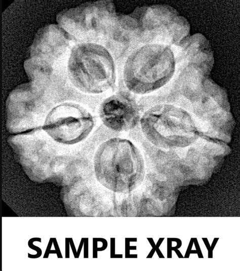 5 Mukhi Rudraksha Nepal Complete 5 Seeds with Xray & Certificate ...