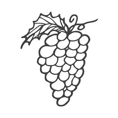Premium Vector | Vector hand drawn bunch of grapes outline doodle icon ...