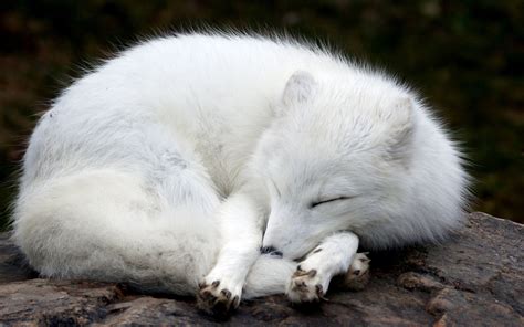 Cute Baby Arctic Fox Sleeping