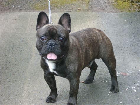 Brindle French Bulldog Wallpaper Hd