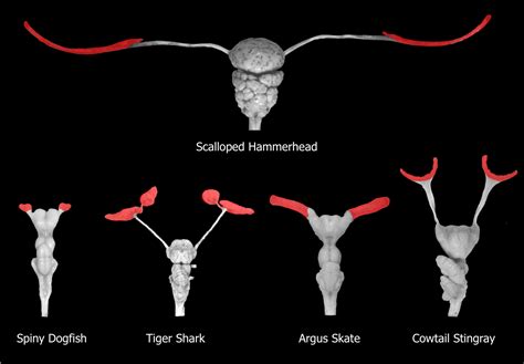 Dogfish Shark Brain