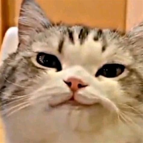 Image result for Cat HTML Code