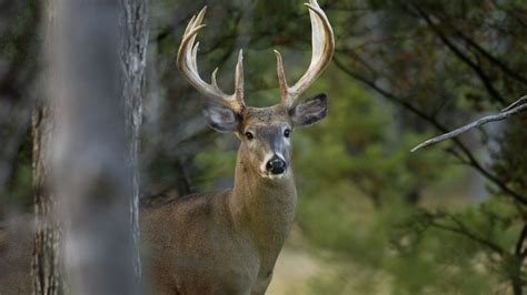 Michigan DNR releases deer regulations for 2023-25 hunting seasons