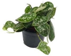 Root Bridges Money Plant Price in India - Buy Root Bridges Money Plant ...