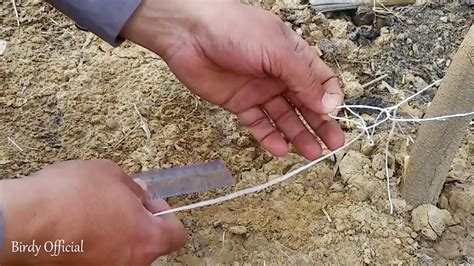 Image result for Netting Fast Fish Between Tanks