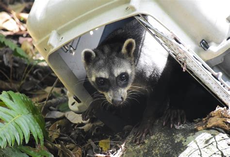 Dos animales silvestres, rescatados cachorros, y dos boas constrictor ...
