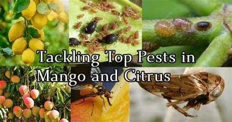 Tikka Disease in Groundnut: Symptoms, Causes, Management – Agriplex