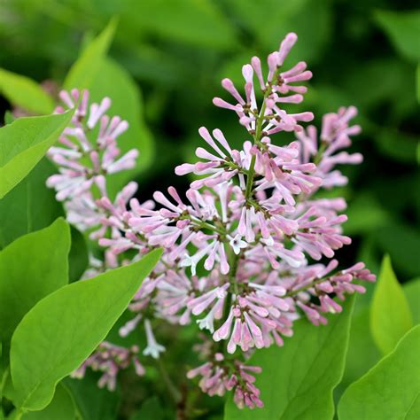 Miss Kim Lilac for Sale | Garden Goods Direct
