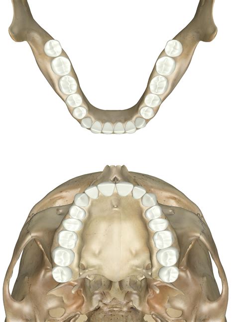 Tooth Next To Canine Teeth Is Called at Ruth Madison blog