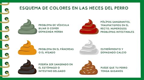 ¿Qué significan los diferentes colores de las heces de tu perro?