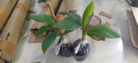 Natura GreenHouse Hybrid Tissue Culture All Time g9 banana plant ...