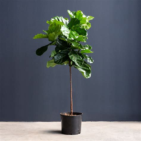 Ficus Lyrata (Fiddle Leaf Fig) Standard Medium - Rolling Greens