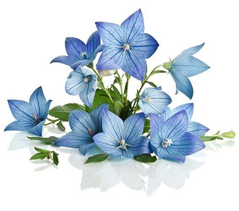 Stamey-Tysinger Funeral Home & Cremation Center