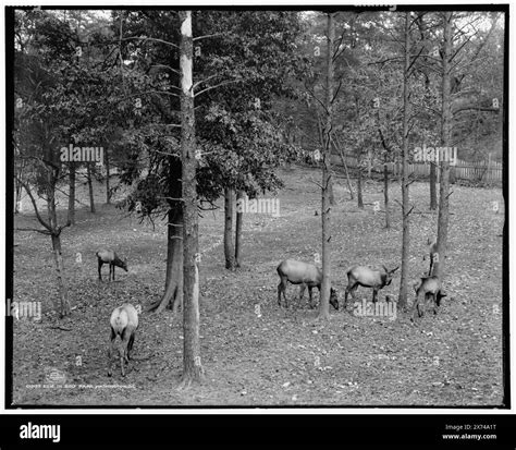 Zoo community Cut Out Stock Images & Pictures - Alamy