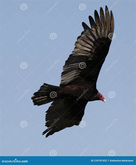 Wildlife Series - Turkey Vulture with Large Wingspan Stock Photo - Image of wing, named: 276707432