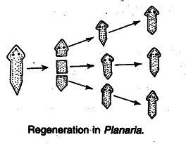 Why is regeneration considered a method of reproduction? - Brainly.in