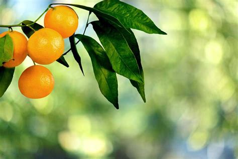 橘子怎么种植方法 - 花百科
