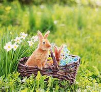 Image result for Welcome Spring with Bunnies