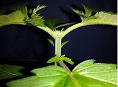 hanf stecklinge machen wie beschneide ich cannabispflanzen richtig 1000seeds hanf stecklinge machen wie beschneide ich cannabispflanzen richtig 1000seeds