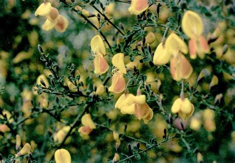 Inventions : spiritual meaning of flower by The Mother