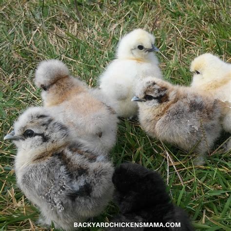 14 Rare Facts About Silkie Chickens You Need to Know