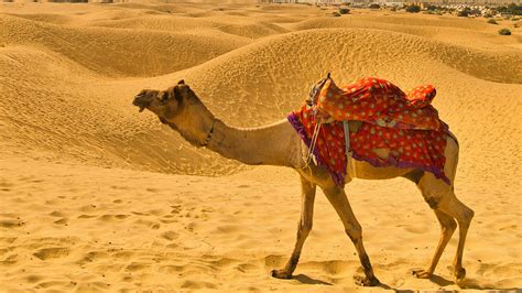 Rajasthan, the land of kings, echoes with the tales of valor, heritage, and timeless artistry ...