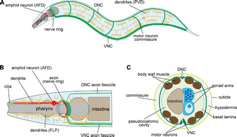 Frontiers | The regulatory landscape of neurite development in Caenorhabditis elegans