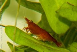 Le caridine - Miniatlantide