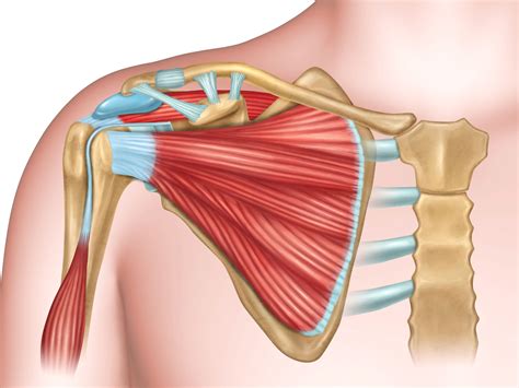 Anatomy of the Human Shoulder Joint