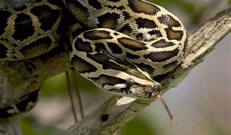 Image result for Burmese Python Collection