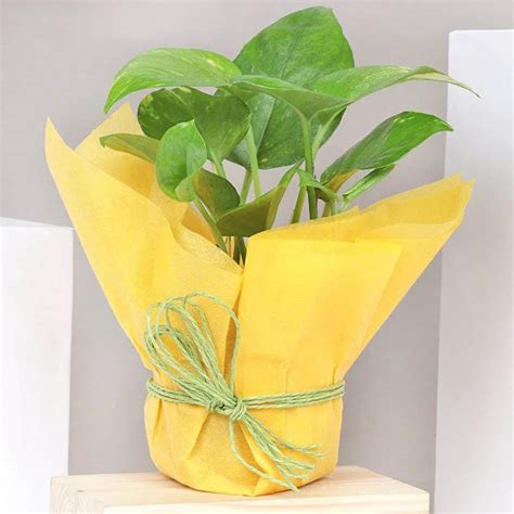 Buy Fantastic Money Plant_x000D_ - Order Plants Online - OyeGifts