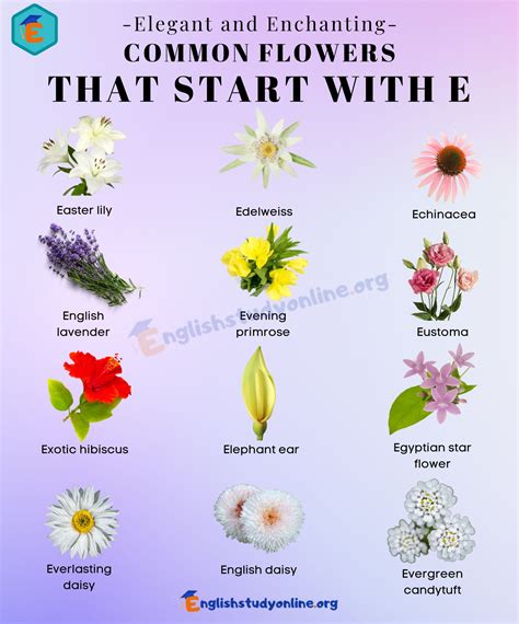 Flowers That Begin With An S at Stanley Musso blog