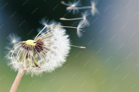 Image result for Small Spring Compressor Tool