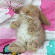 Image result for Love Cute Baby Bunnies