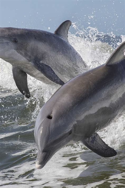 Types Of Dolphins