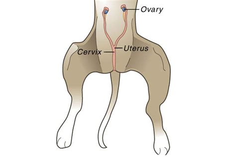 Where Are The Uterine Horns On A Dog at Callum Melvin blog