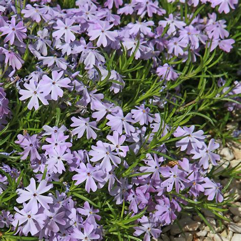 Phlox Subulata Emerald Cushion Blue Creeping Phlox | SiteOne