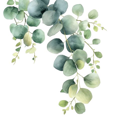 Watercolor Green Leaf Branches Eucalyptus Olive Green Leaves, Watercolor, Leaf, Botanical PNG ...