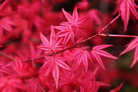 All About the Japanese Maple - Growing Family