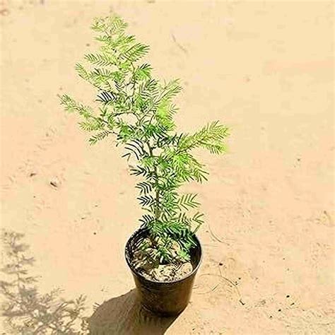 MAITRA AND SONS Shami/Jand Plant Price in India - Buy MAITRA AND SONS ...