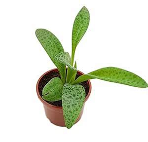 Gachwala Silver Squill Plant (Scilla violecea) | Leopard Lily Succulent ...