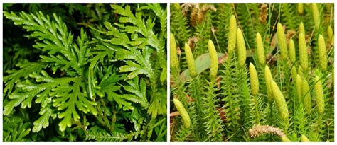 Pteridophytes and their classification — lesson. Science State Board ...